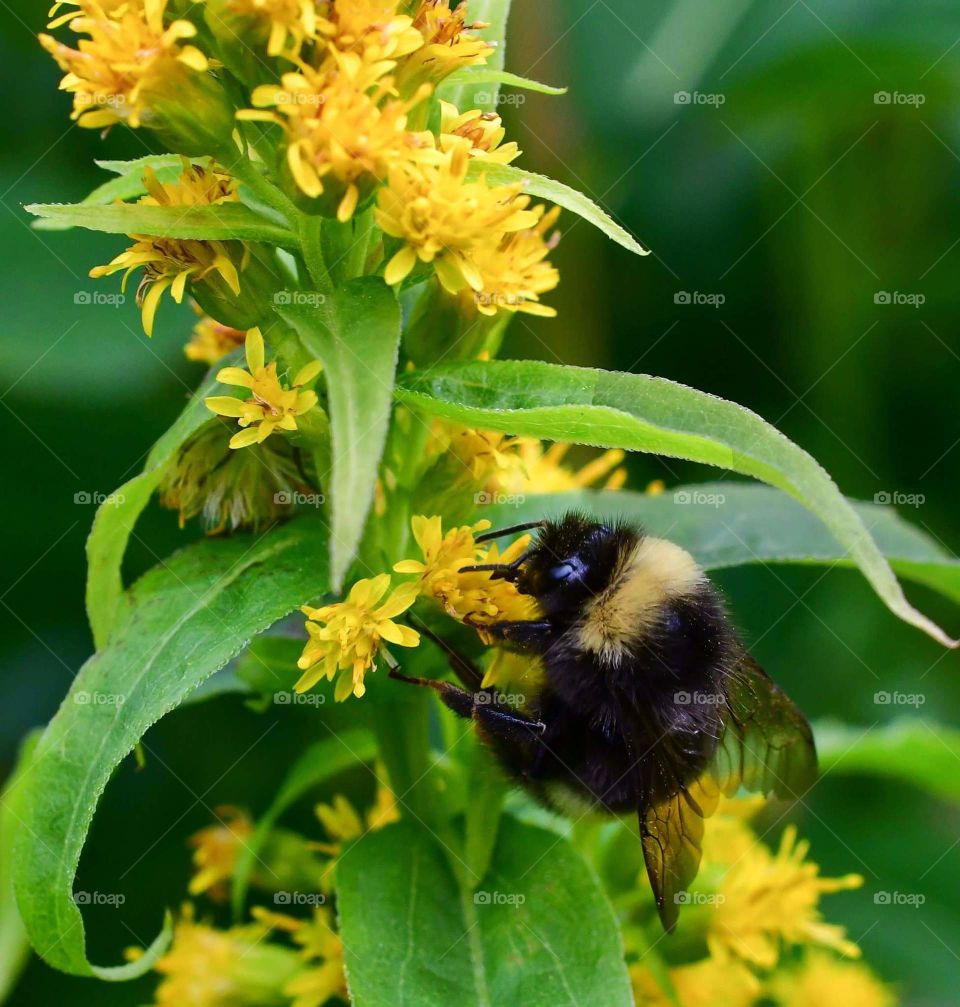 Nature, Honey, Bee, Insect, Pollen