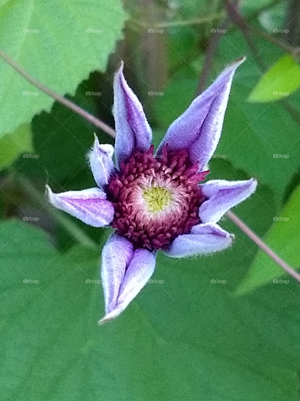 Clematis bloom opening up