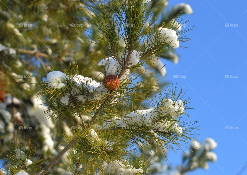 pine branch with a cone against the blue sky Christmas tree with icicles and snow caps