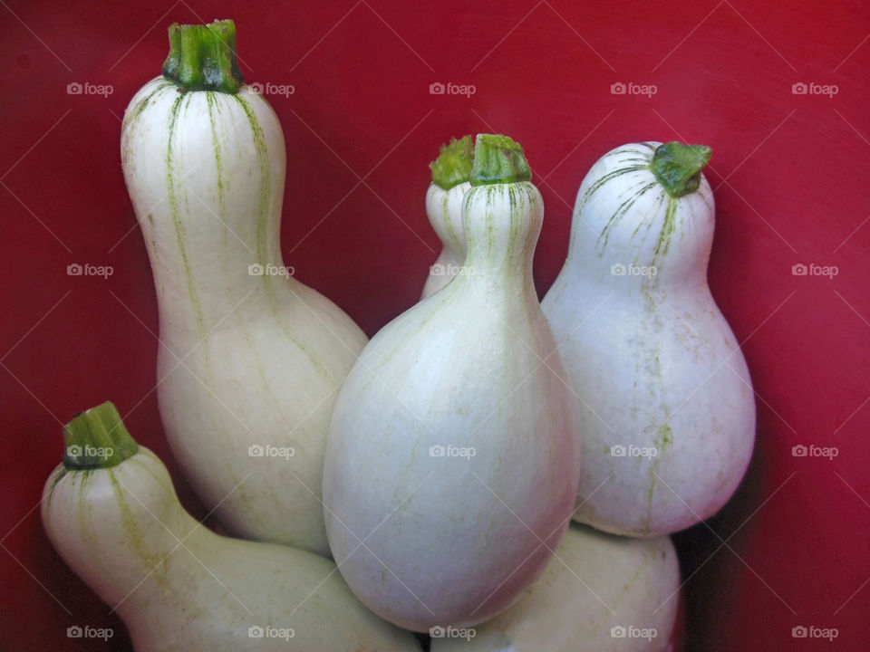 cucurbita angyrosperma