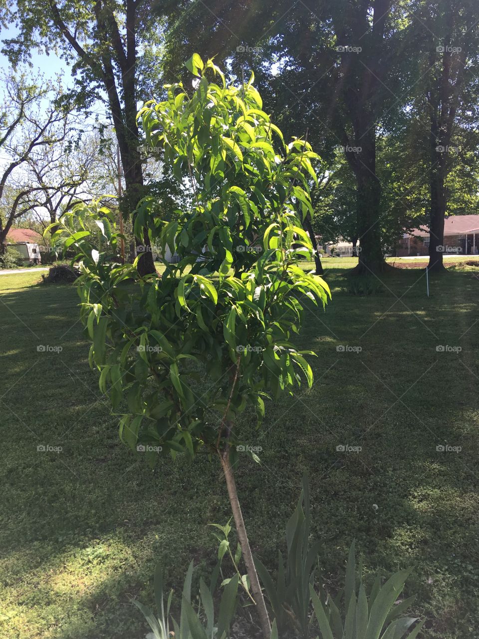 Peach tree has baby peaches! Bought it last spring and has filled out nicely and producing.