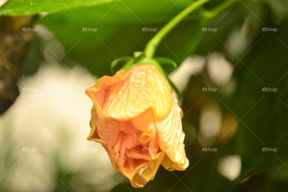 Portrait of a flower after the rain