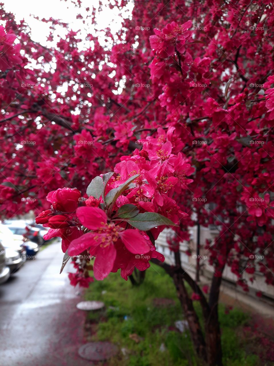 Rain and blooming