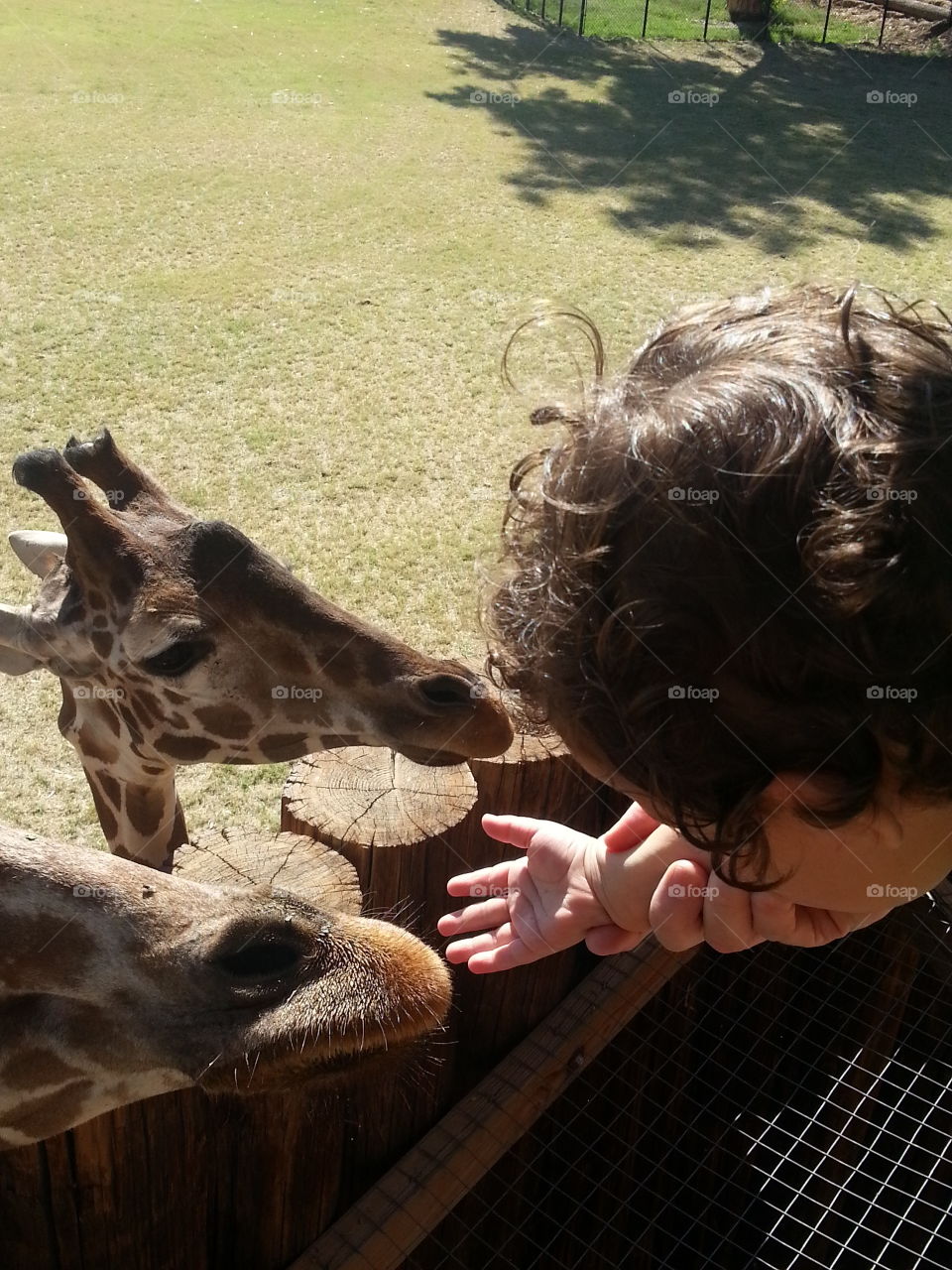 Feeding a Giraffe at a Zoo.