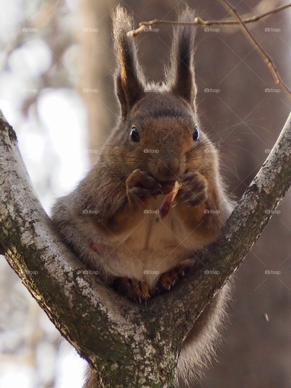 Squirrel. knows how to find food itself