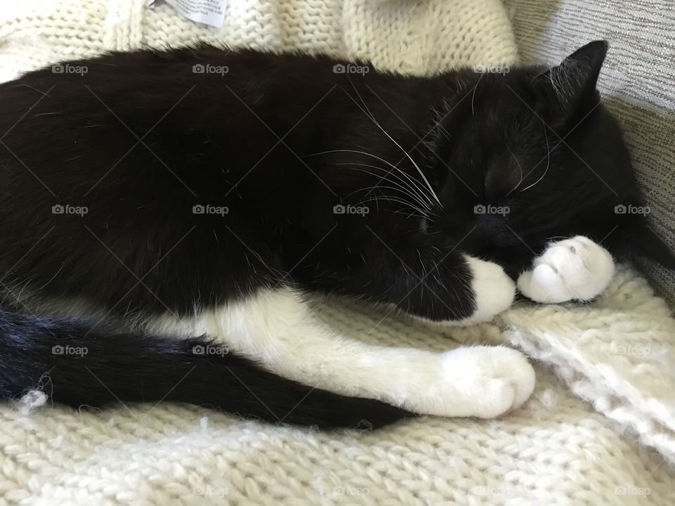 Sleeping kitten, so cozy!