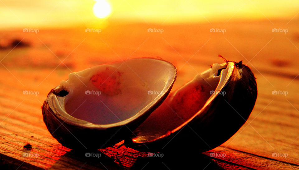 Sea shell on beach at sunset