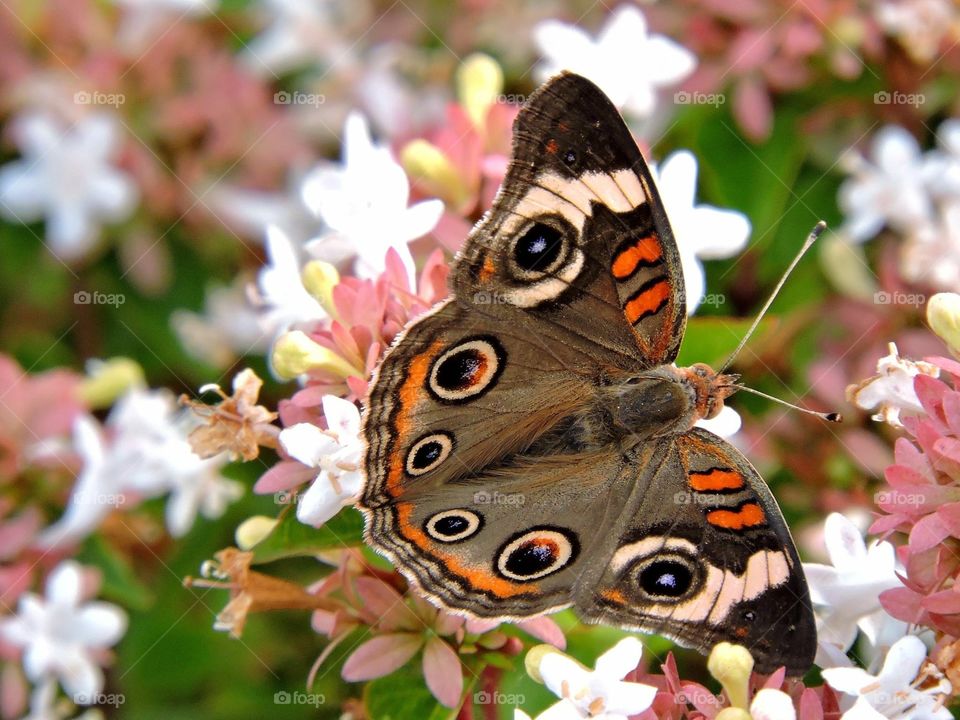 Buckeye butterfly 