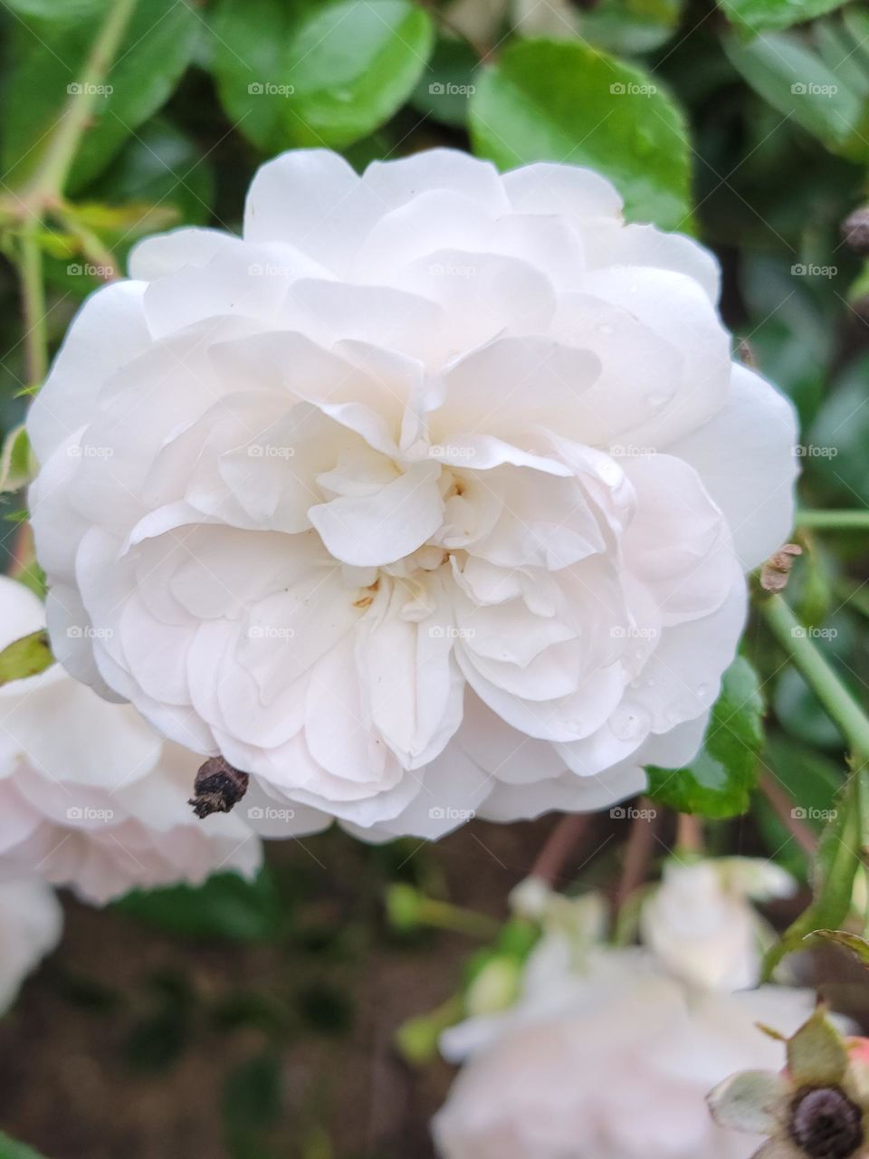 The garden filled with delicate soft white flowers, petals as soft as a cloud.