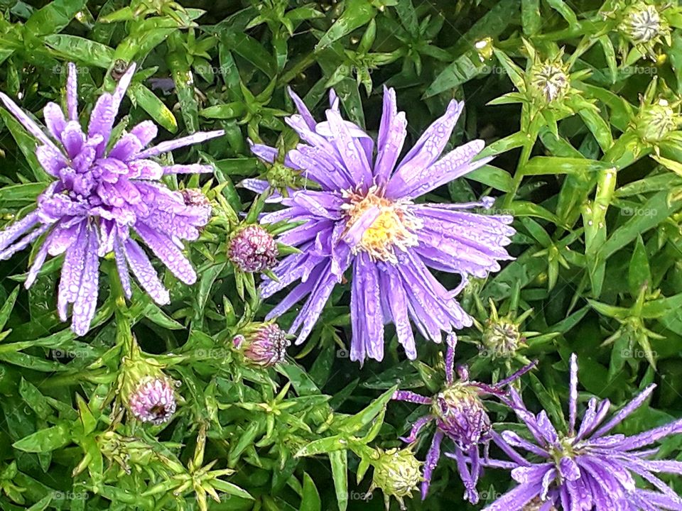 purple  aster flowers covered with  dew  at sunrise