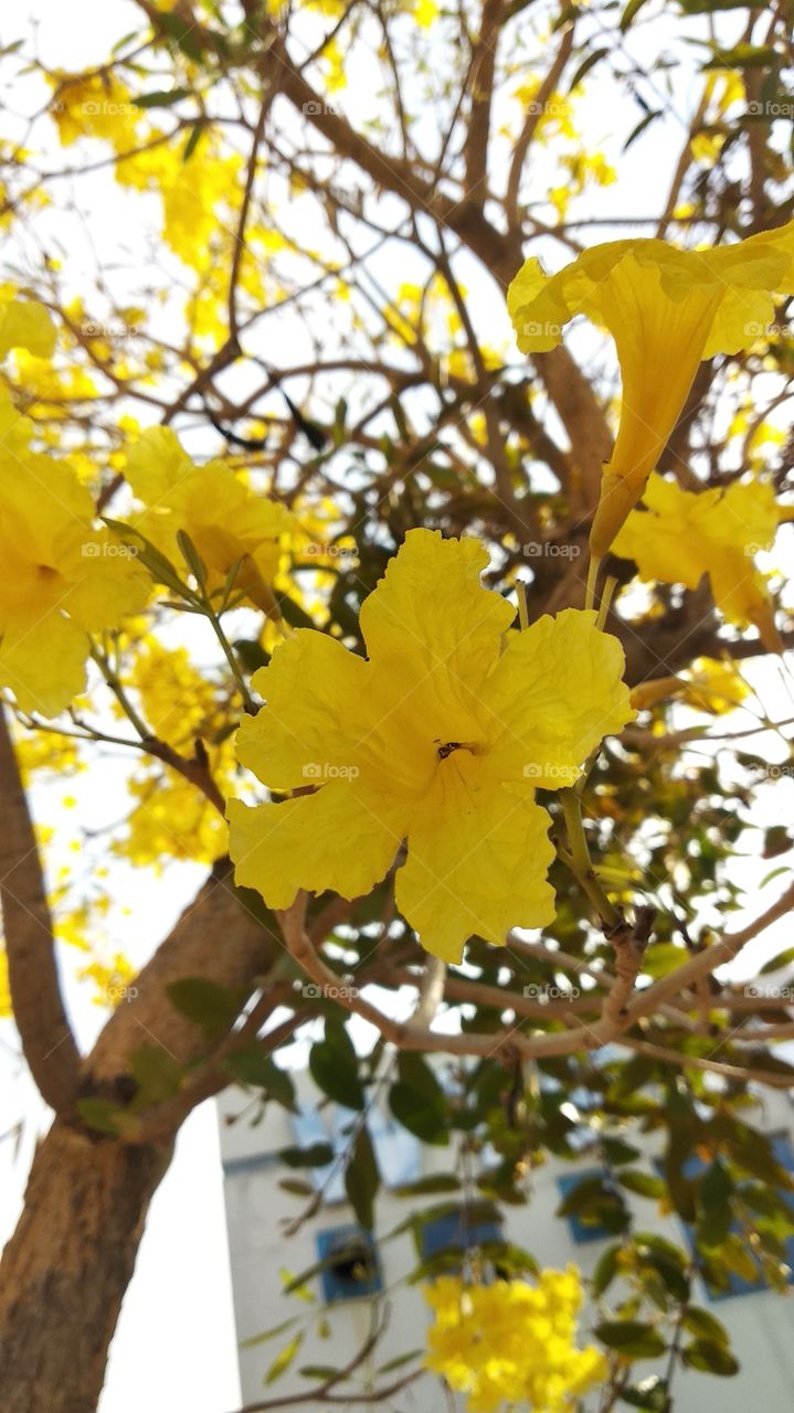 yellow, approaching the rainy season