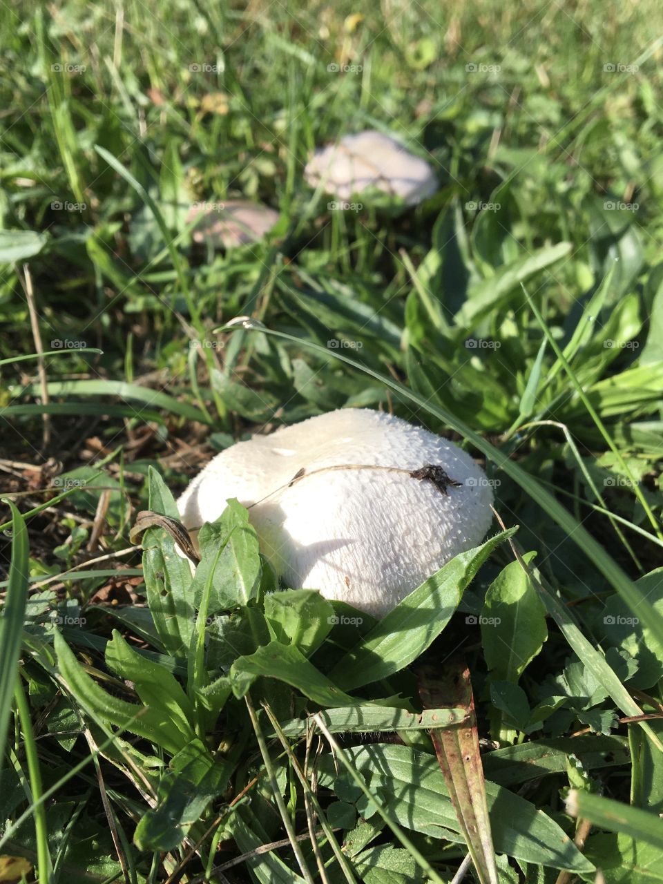 Mushrooms in garden