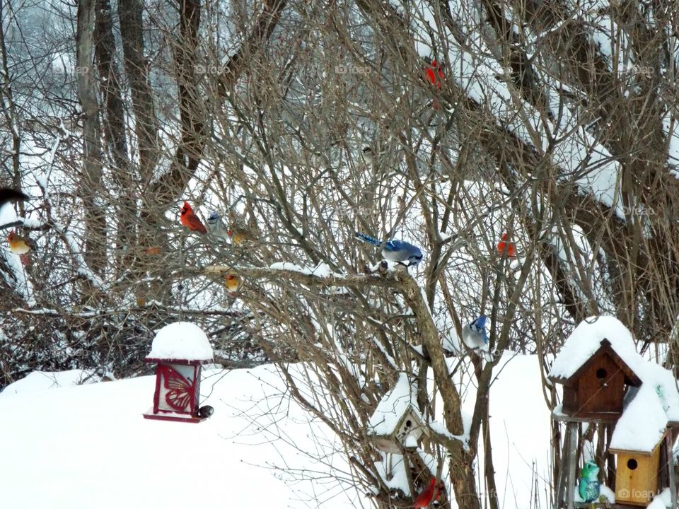 All of the color in the bush