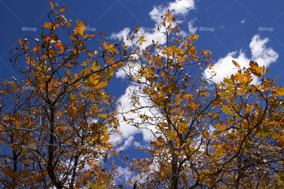 Autumn trees against cloudy sky