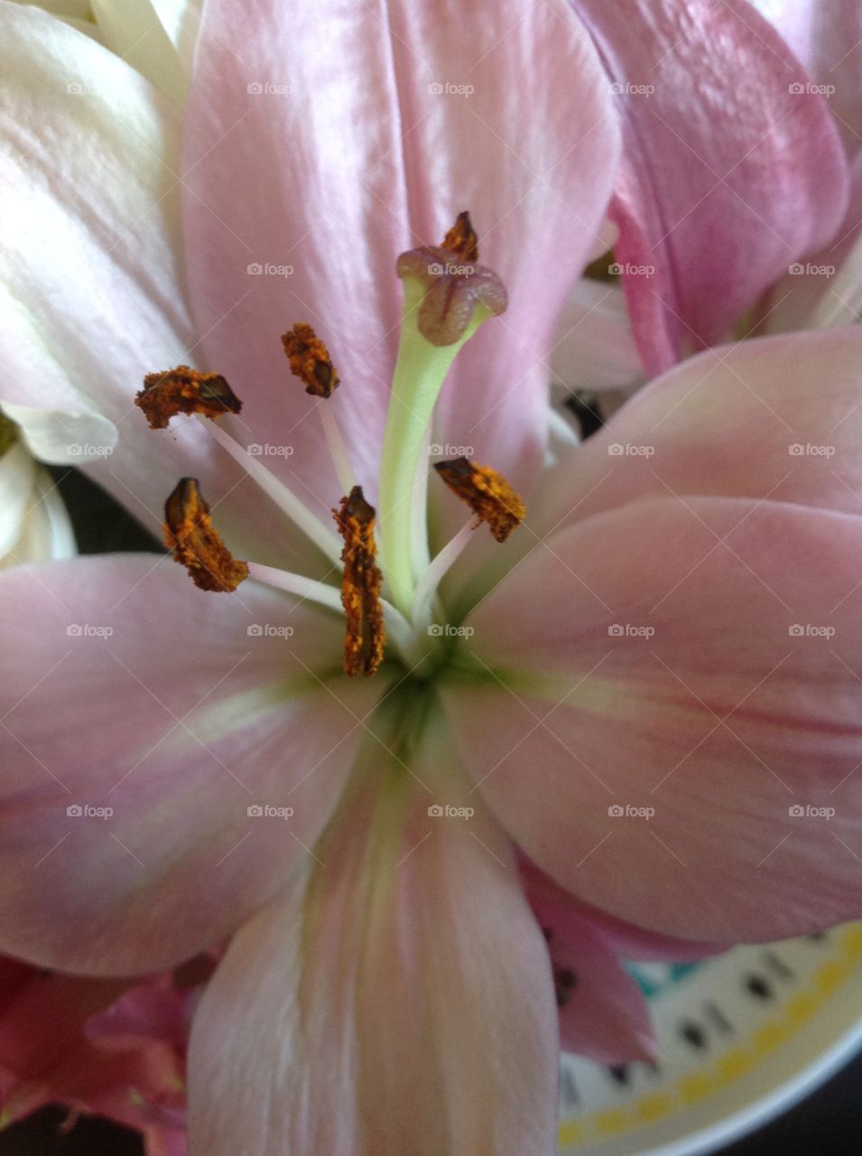 Blooming beautiful pink lily.