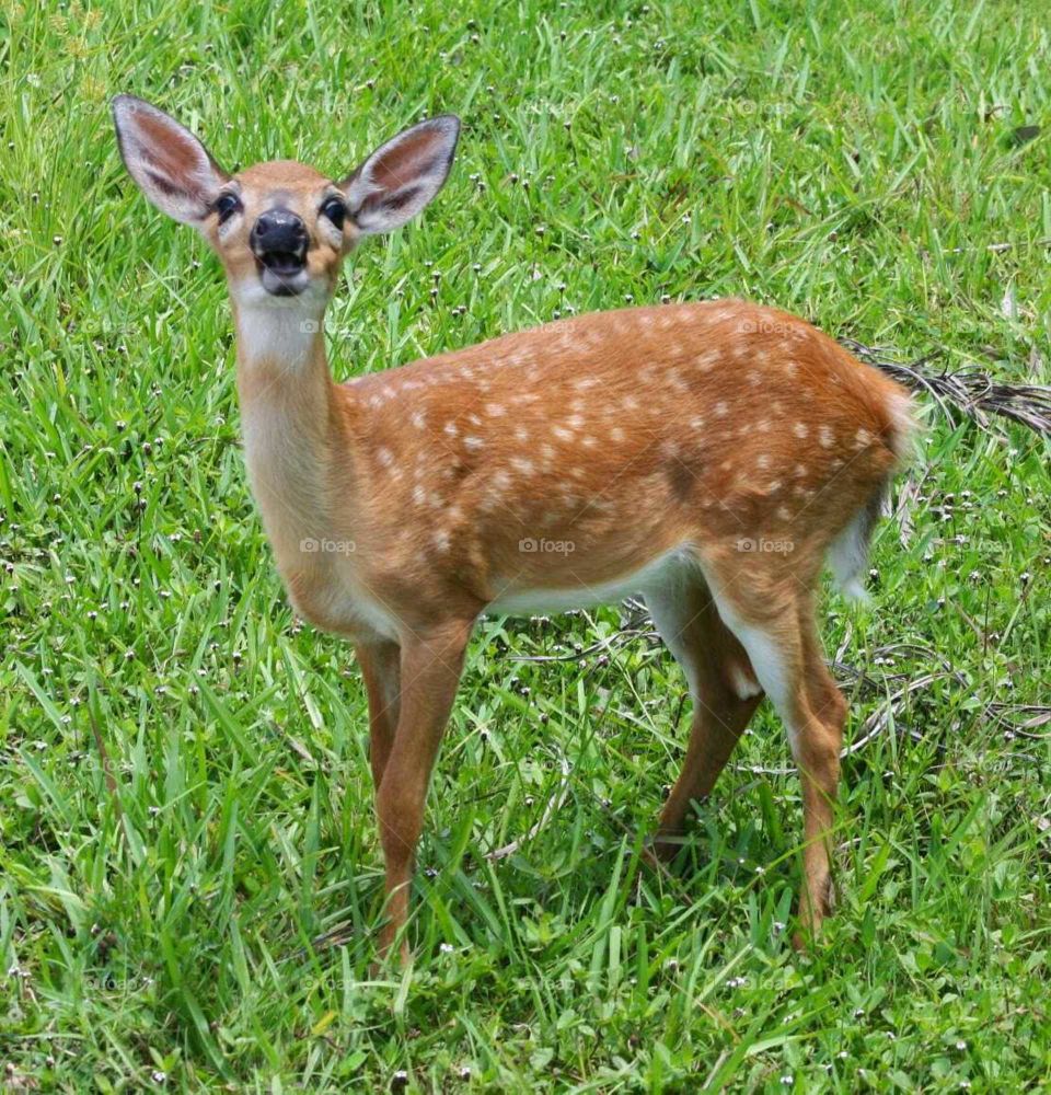 baby key deer or doe fawn