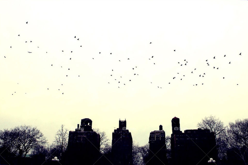 Birds flying over Manhattan