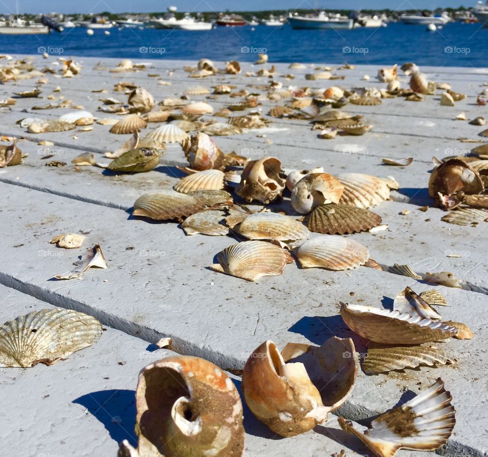 Seashell Graveyard