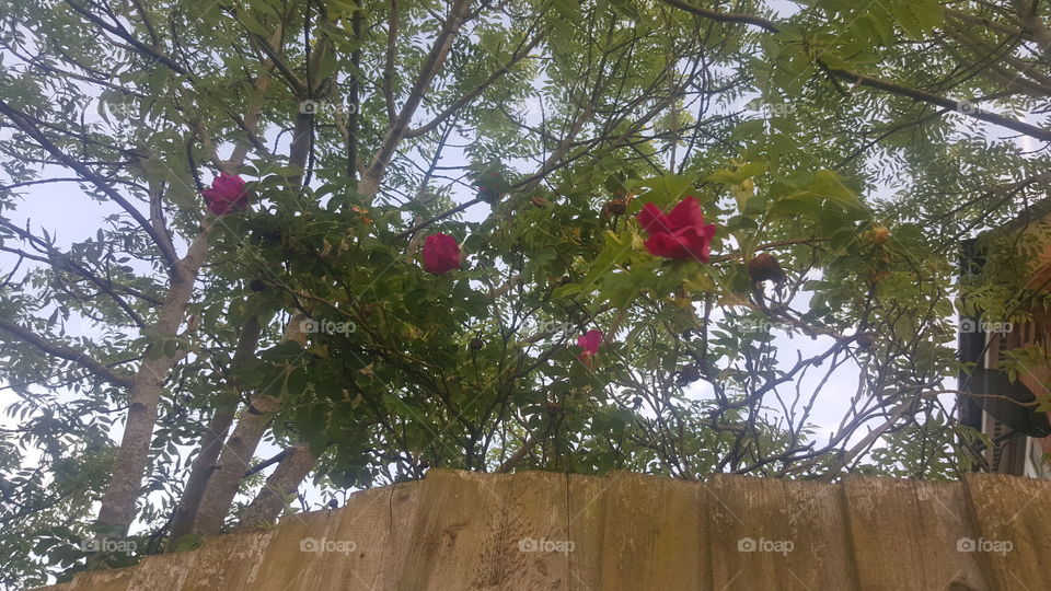 Pretty Red Rose Flowers chilling on a tree