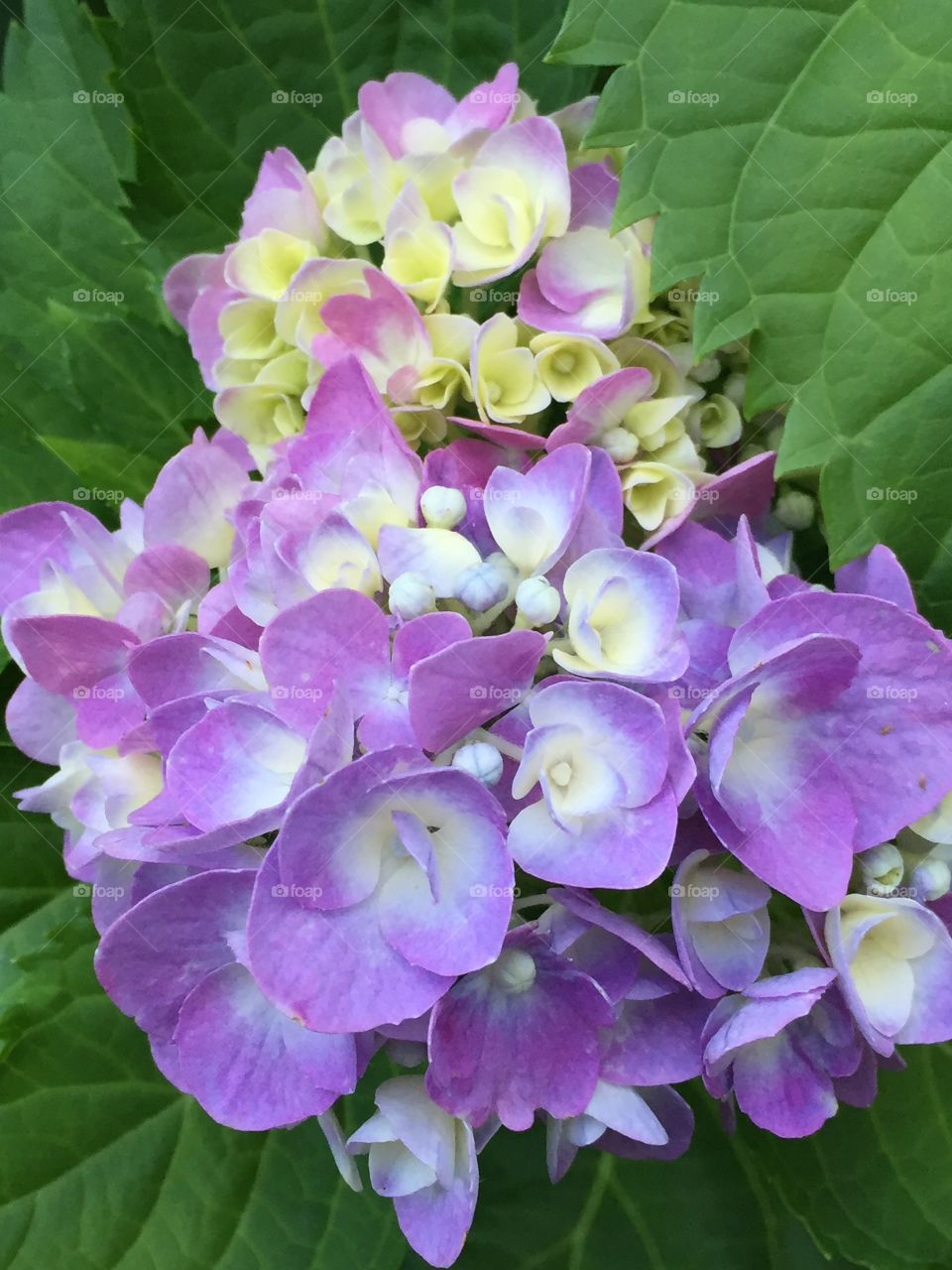 Hydrangea 