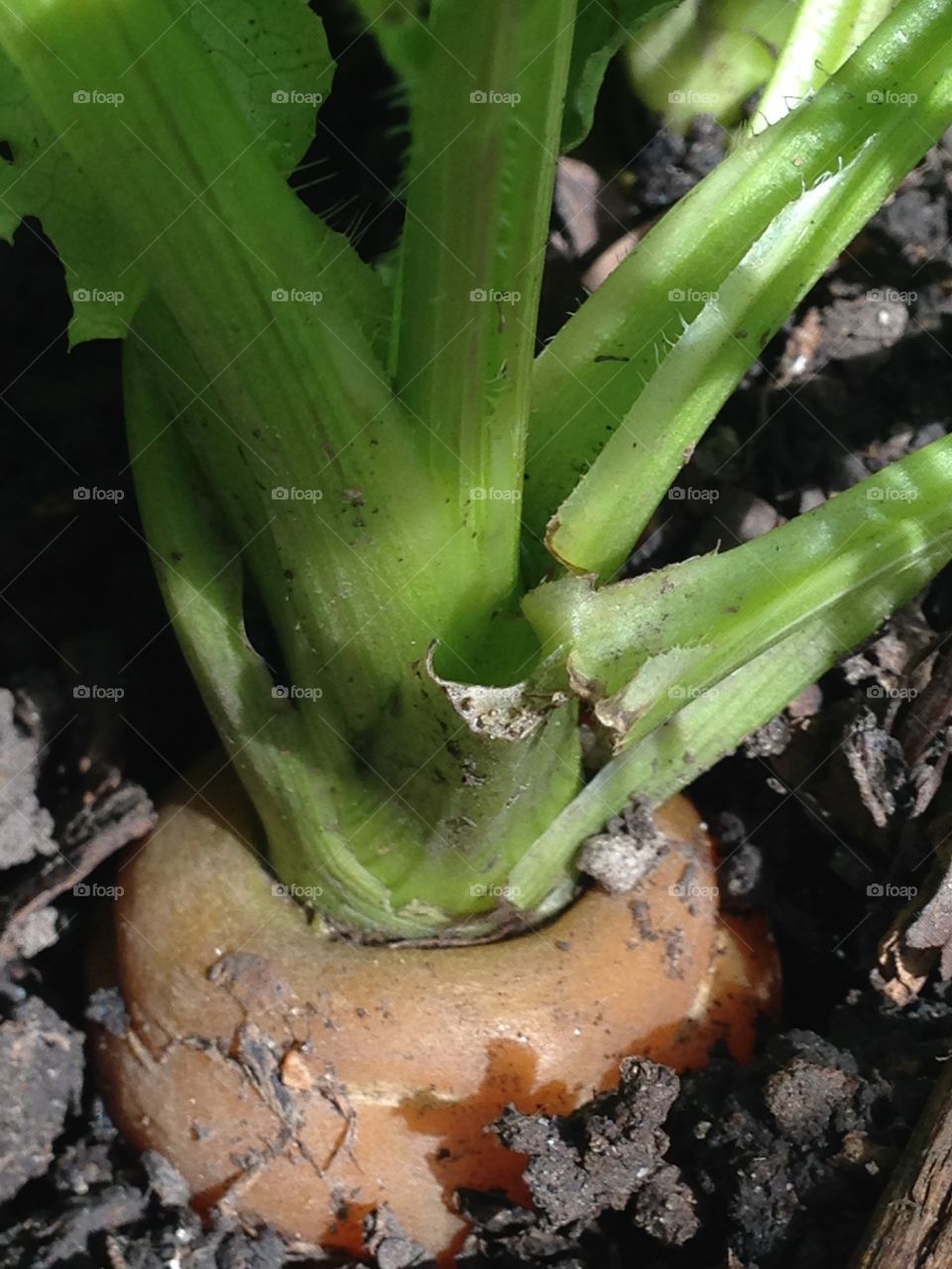 Carrot stem 