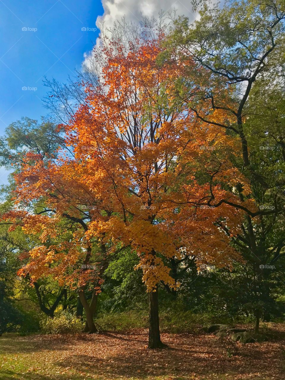 Maple tree