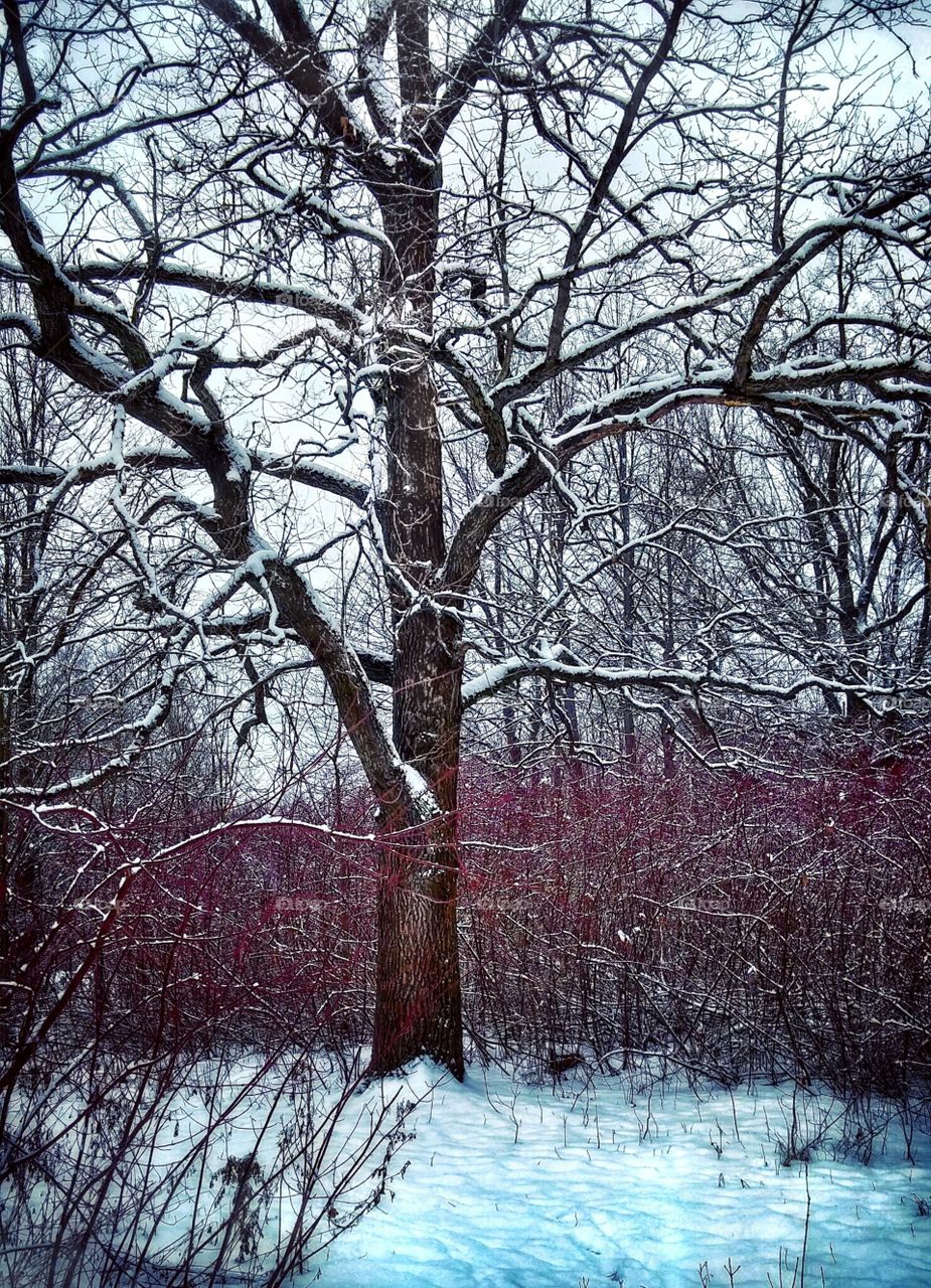 winter forest tree