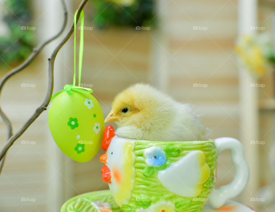 цыпленок в чашке и яйцо