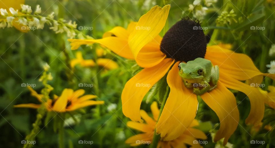 Little green frog resting on a flower petal