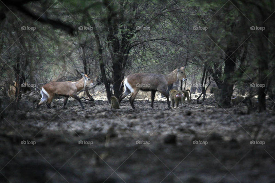 My first experience in filming wildlife in Dandar Nature Reserve in Sudan