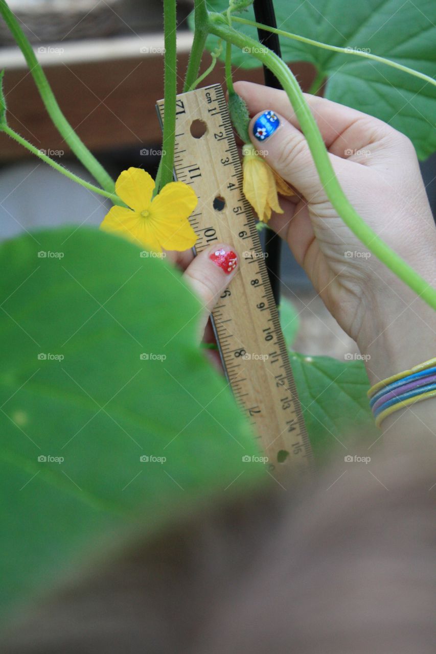 Girl measuring flower with ruler