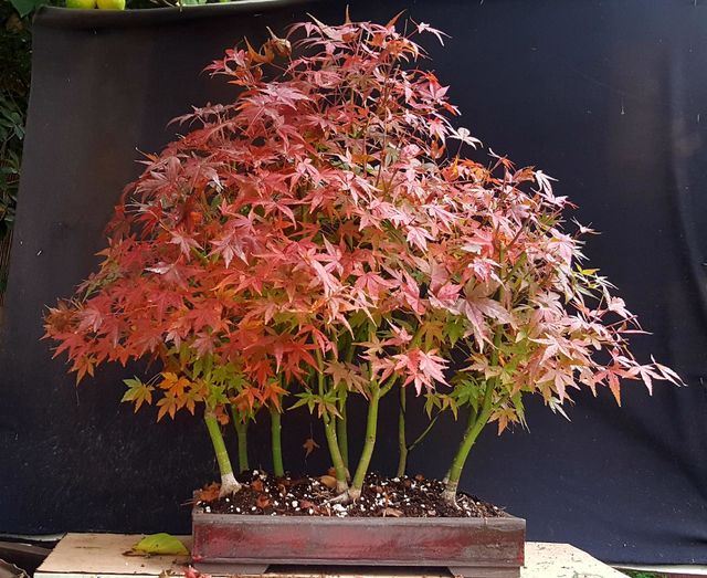 bonsai group acer