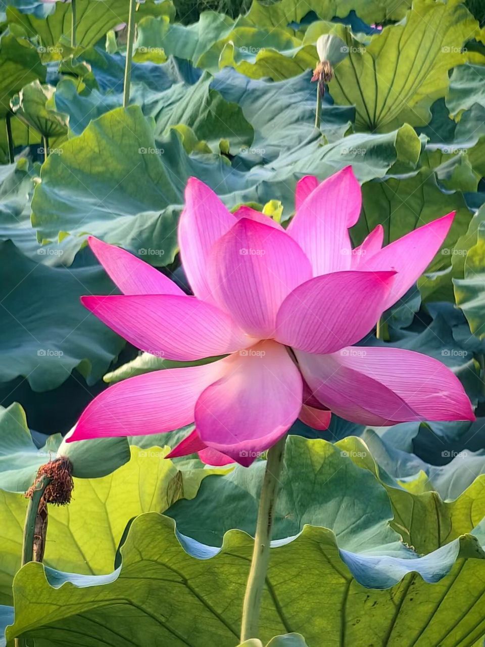 Full of lotus pond is to give you the romance of summer.