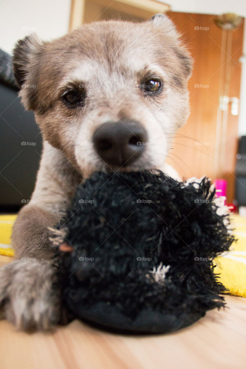 Cute dog playing with her toy