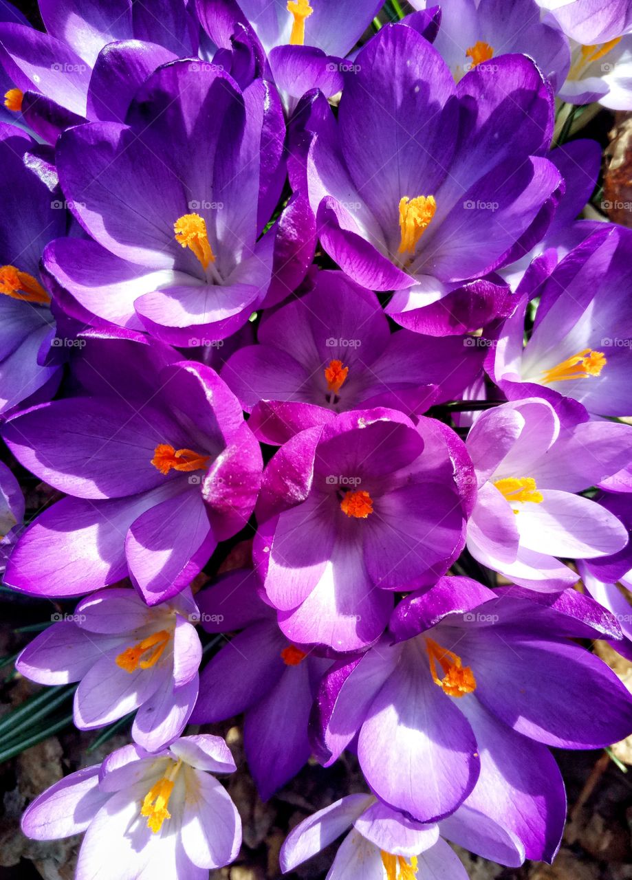 crocus flowers in the garden