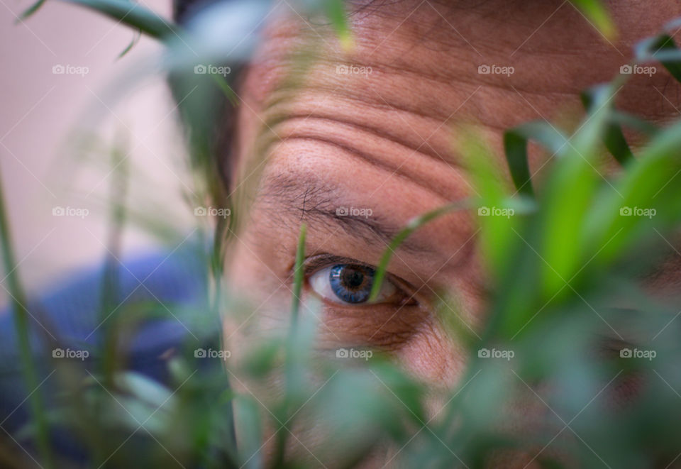 Looking through the leaves 