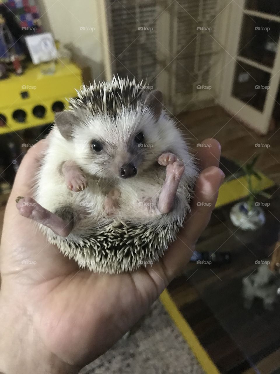 Hedgehog charmoso!!!! 