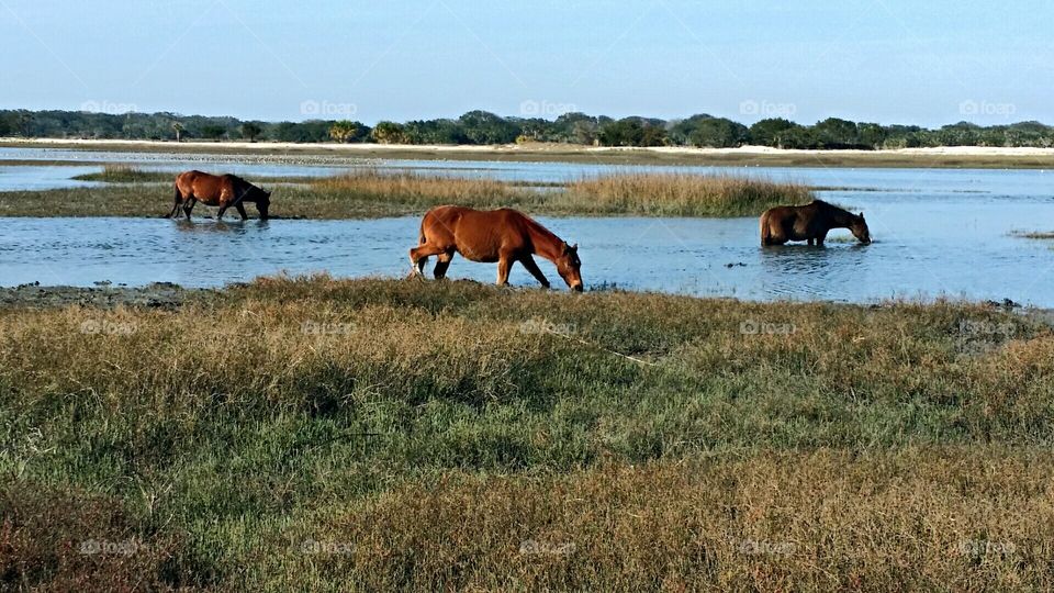 Wild Horses Running Free