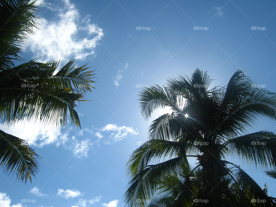 Clouds and palms in Mauritius