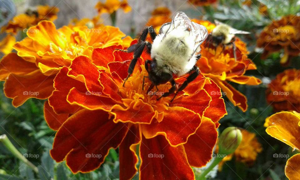 Marigold & Bumblebees