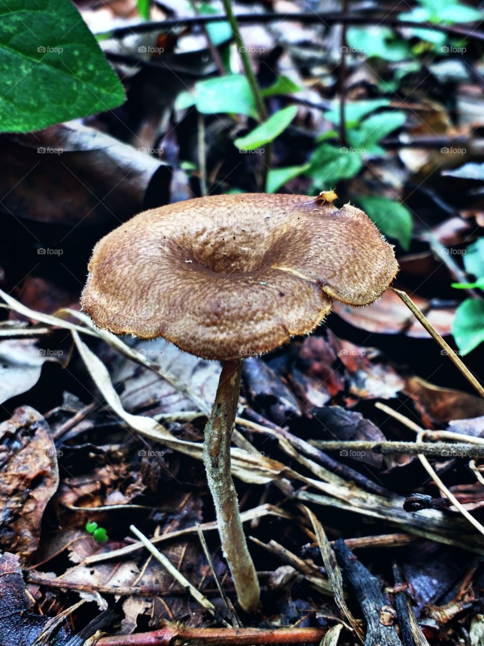 mushroom