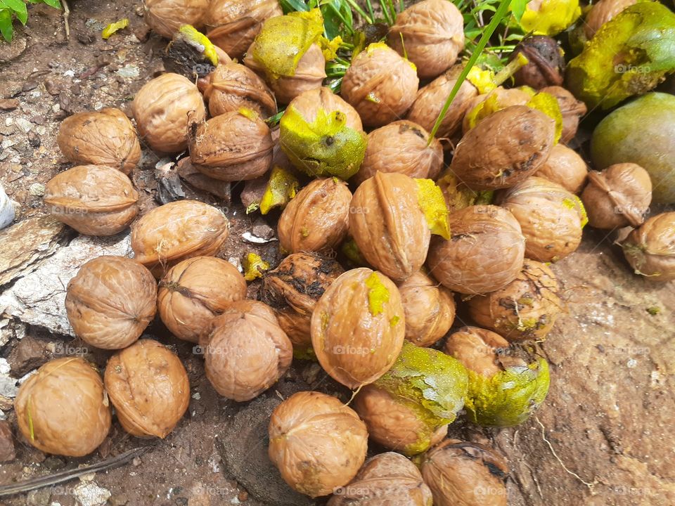 uttrakhand chamoli ankhrot