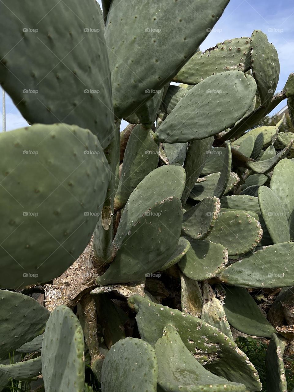Giant prickly pear cactus texture, wallpaper 