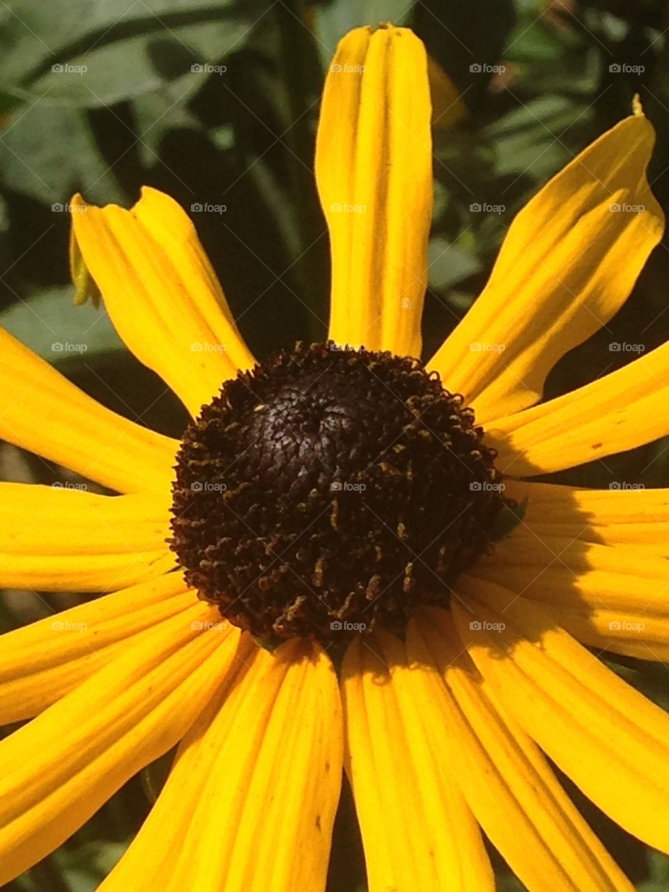 Blackeye Susan 