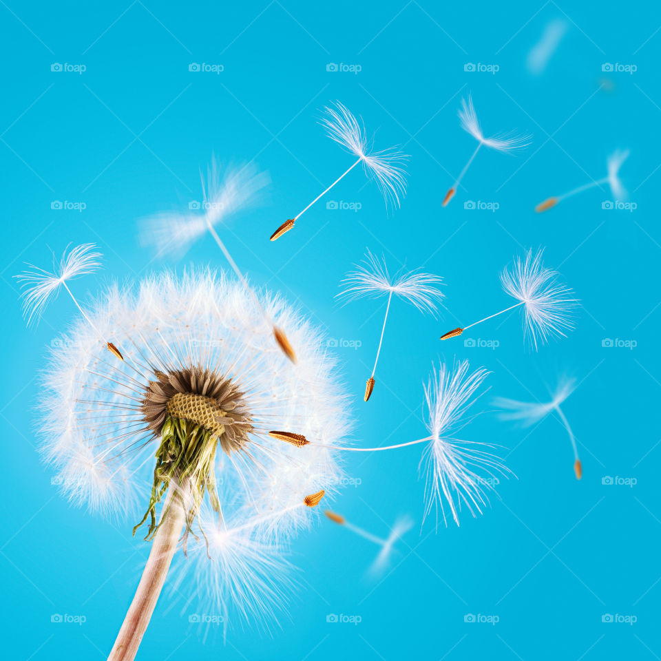 Overblown dandelion with seeds flying away with the wind during spring over blue clear sky