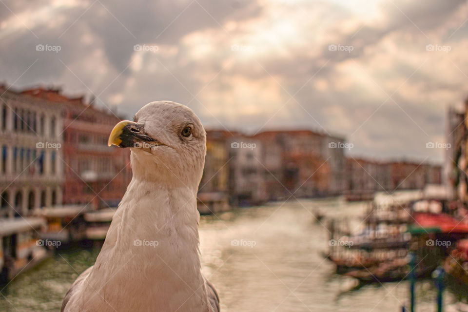 Jaques - On the Rialto Bridge - Venice