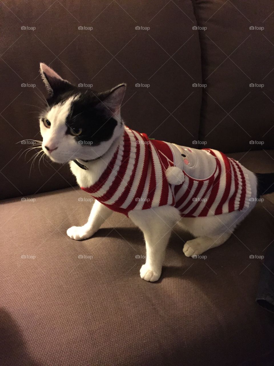 Cat in his holiday sweater 