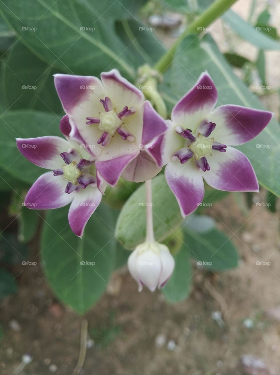 calotropis procera akkra flower seasonal fresh shurb small size looks very beautiful generally found everywhere