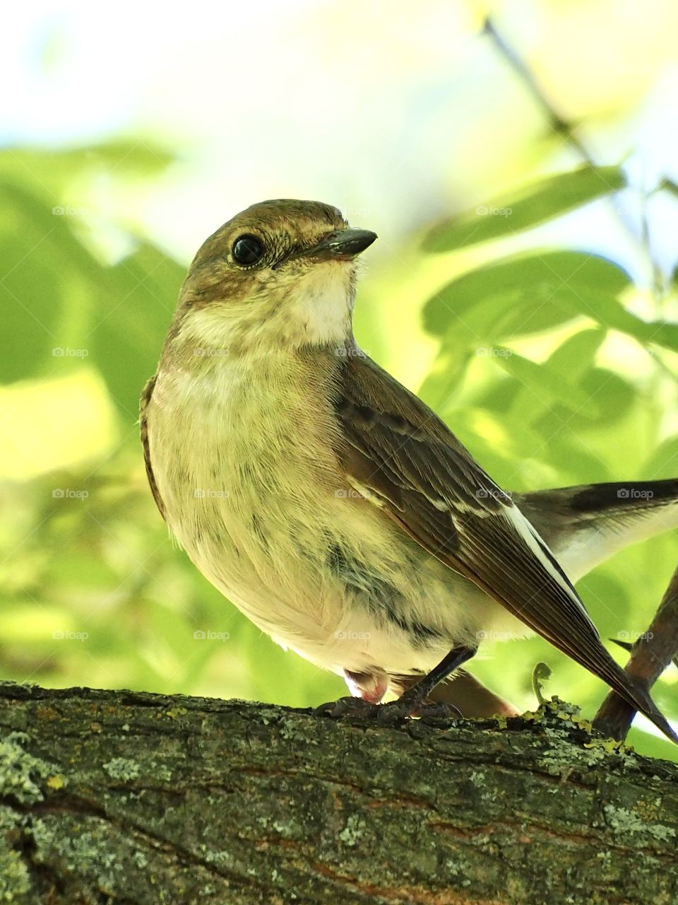 Flycatcher