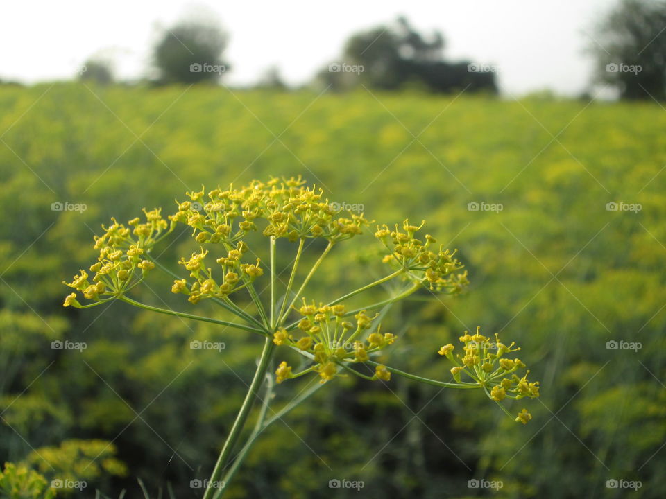 A flower!!! maybe !!!!!!!!!